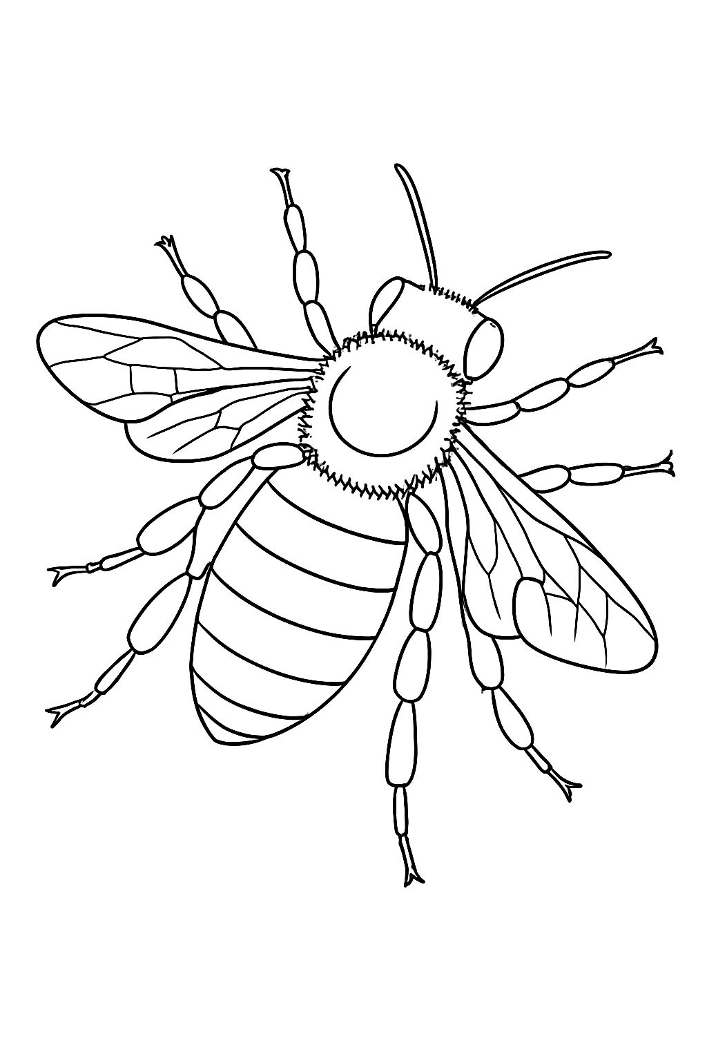 Detailed Black and White Bee Anatomy Line Drawing Coloring Book Pages