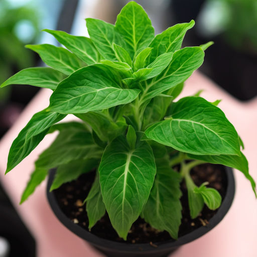 What does a 1 pound plant look like indoor by abdul rock Playground