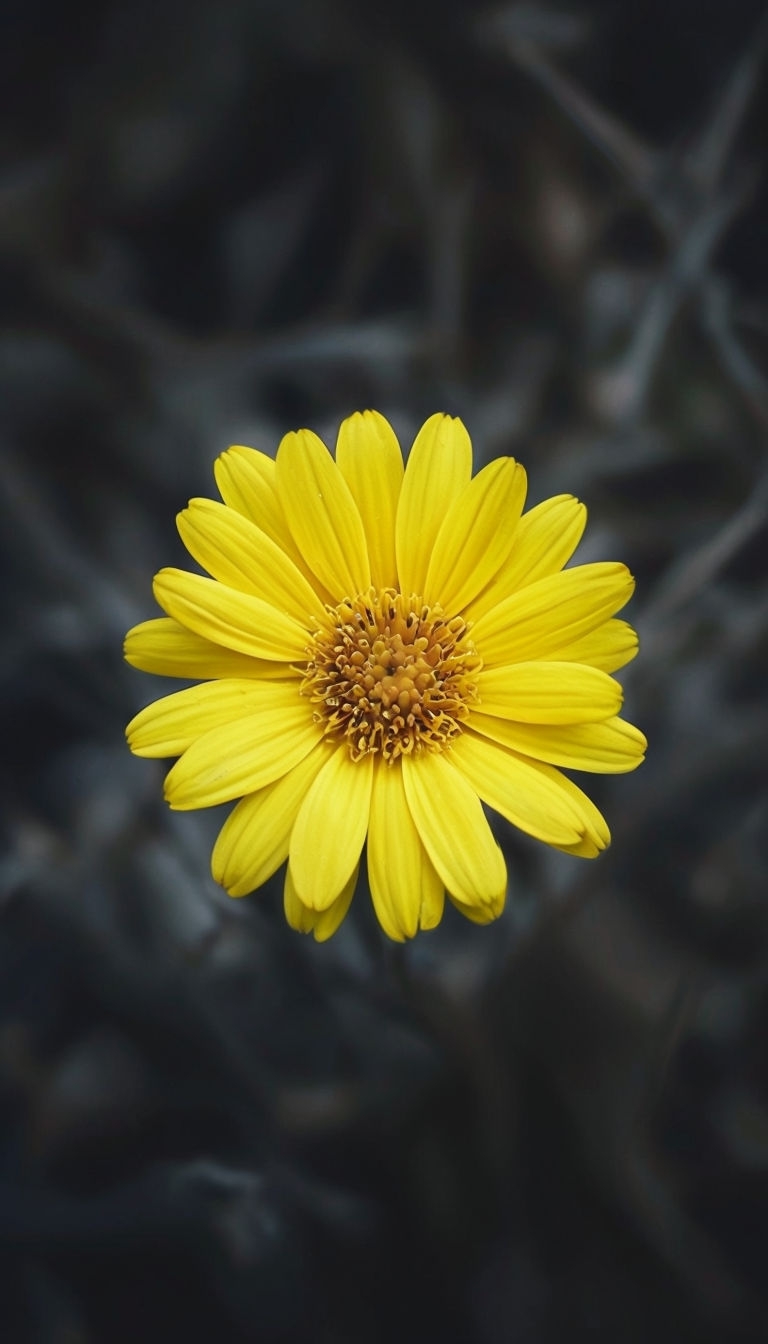 Vibrant Yellow Daisy Flower Against Dark Background Mobile Wallpaper