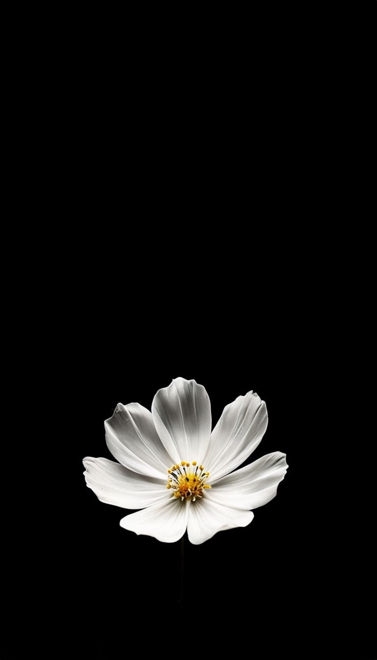 Elegant White Cosmos Flower Portrait on Black Background Mobile Wallpaper
