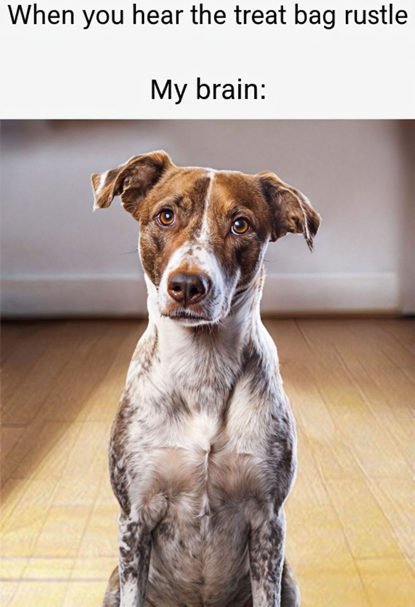 When You Hear the Treat Bag Rustle Dog Meme Image