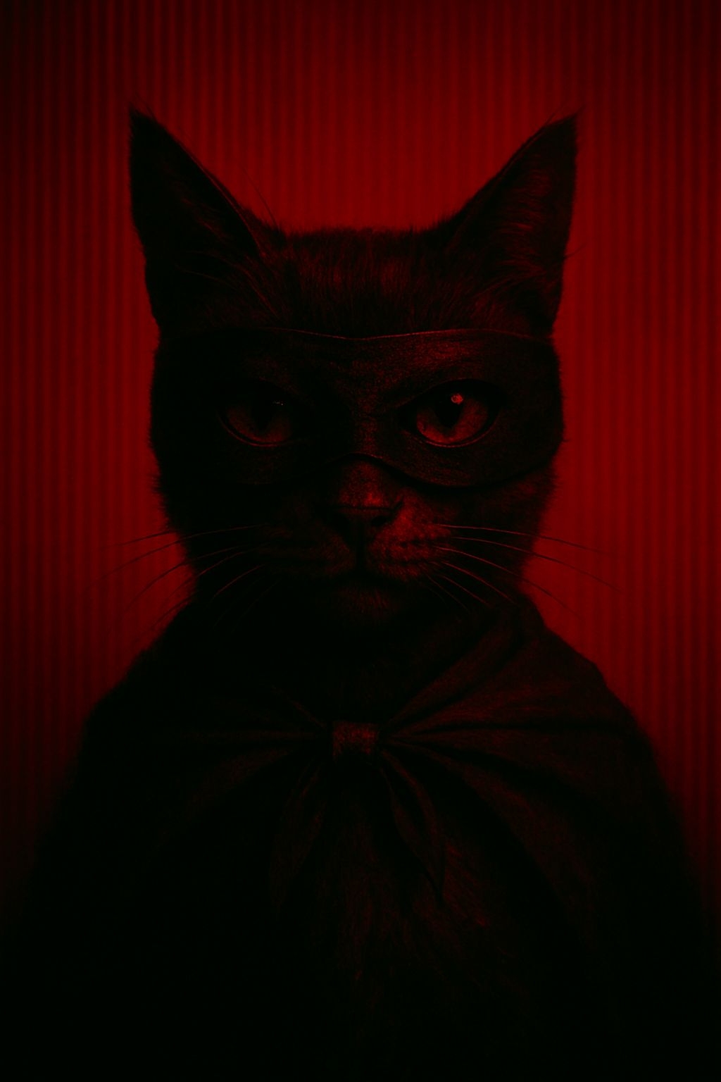 Superhero Cat Close-Up Photograph with Dramatic Red Background Art