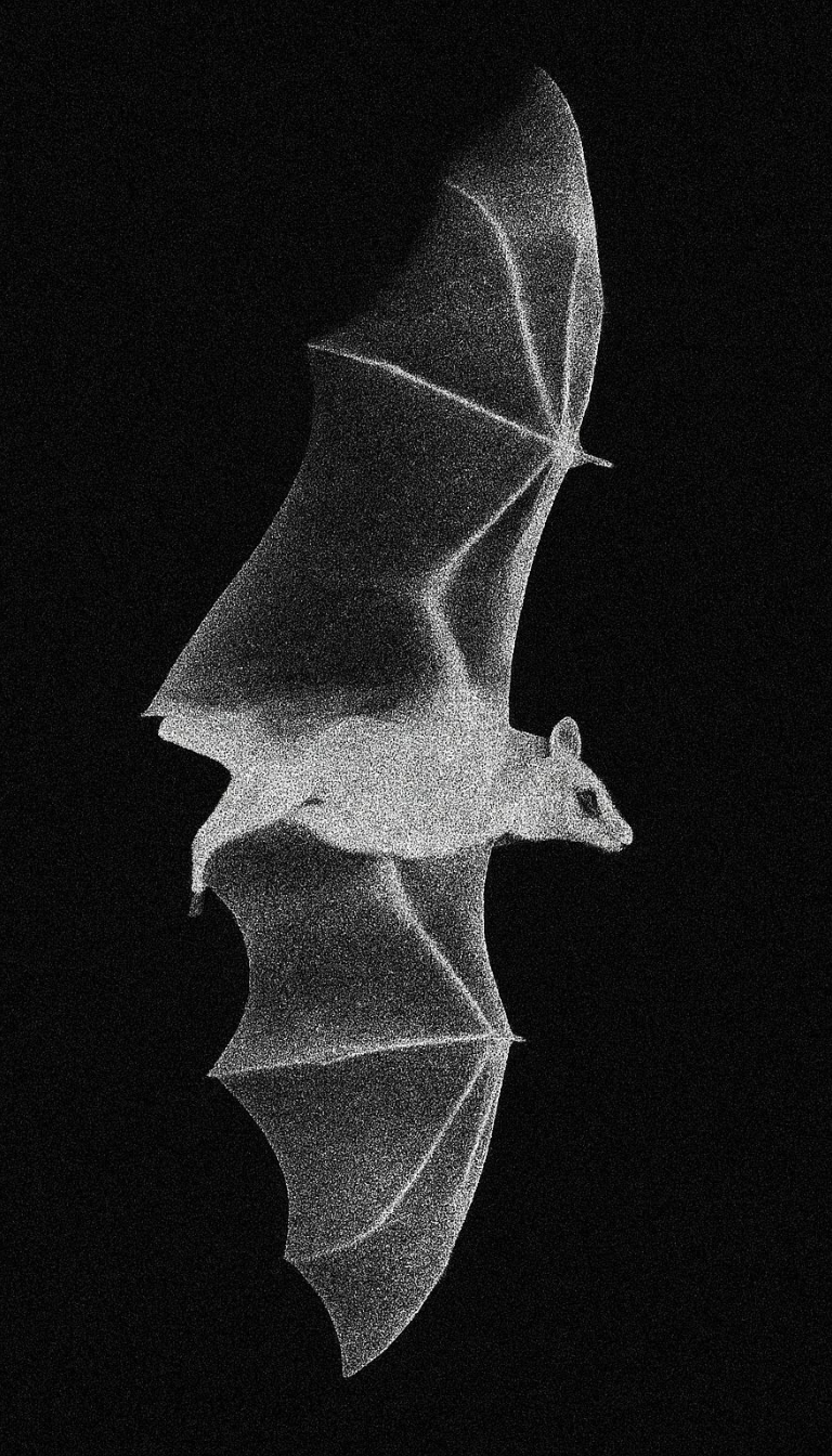 Ethereal Black and White Bat in Flight Photography Mobile Wallpaper