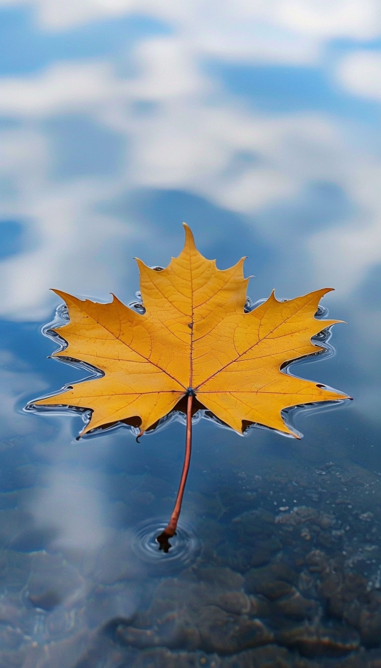 Golden Maple Leaf Floating on Serene Water Surface Mobile Wallpaper