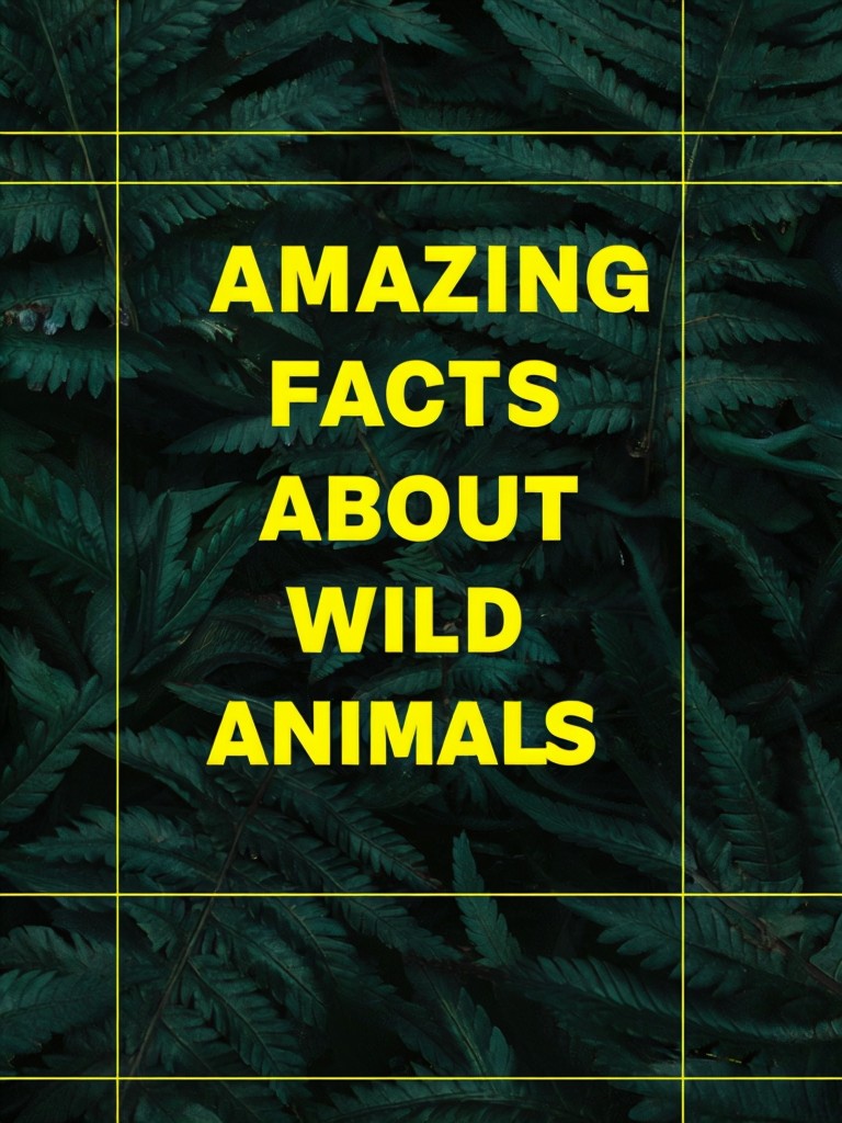 Dark Green Fern Wild Animals Fun Fact Flyer - Playground