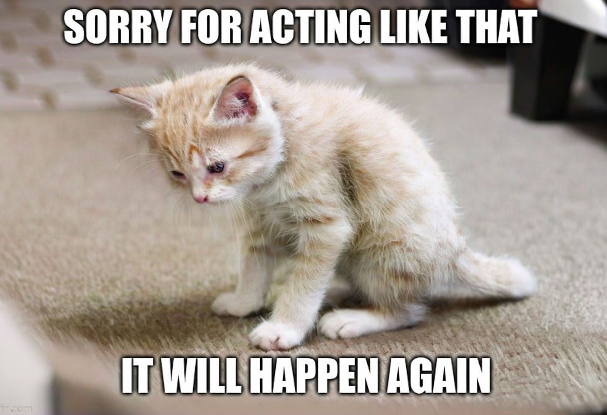 Apologetic Kitten Sorry Meme with Humorous Text