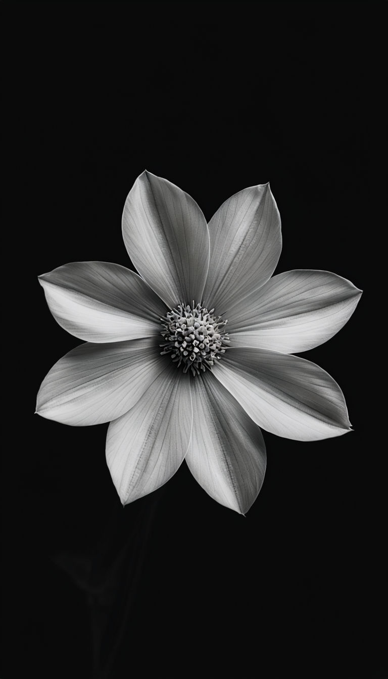 Elegant Black and White Flower Photography for Mobile Wallpaper
