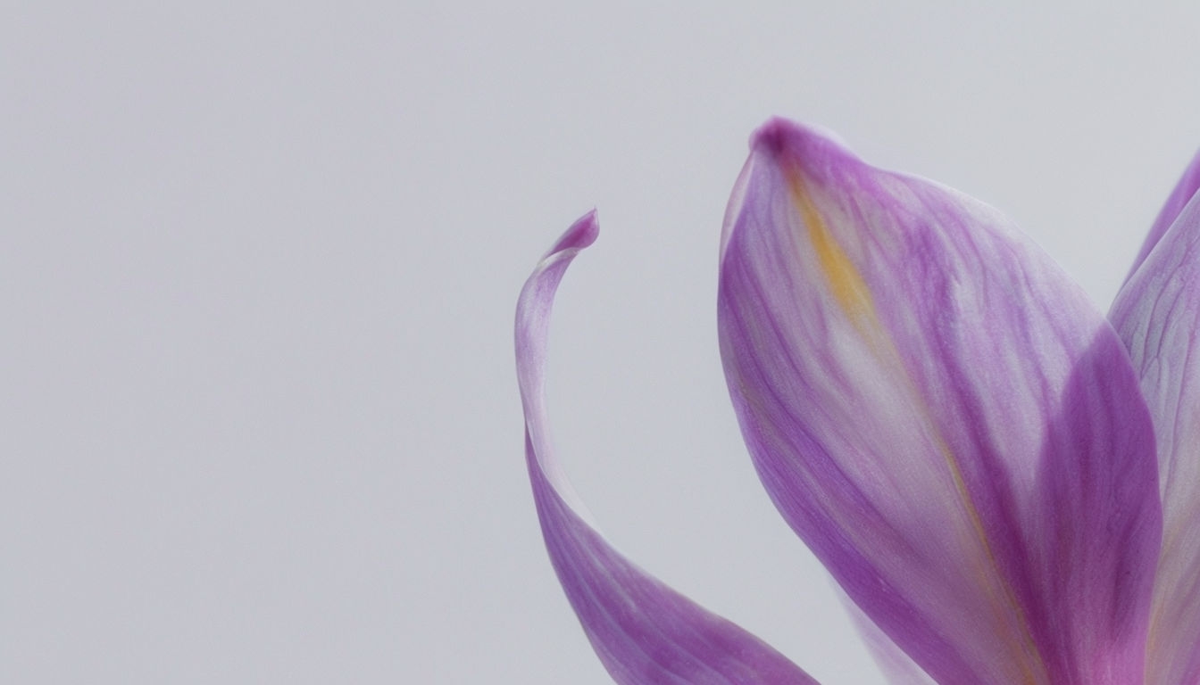Delicate Lavender Flower Petal Close-Up Art for Virtual Backgrounds